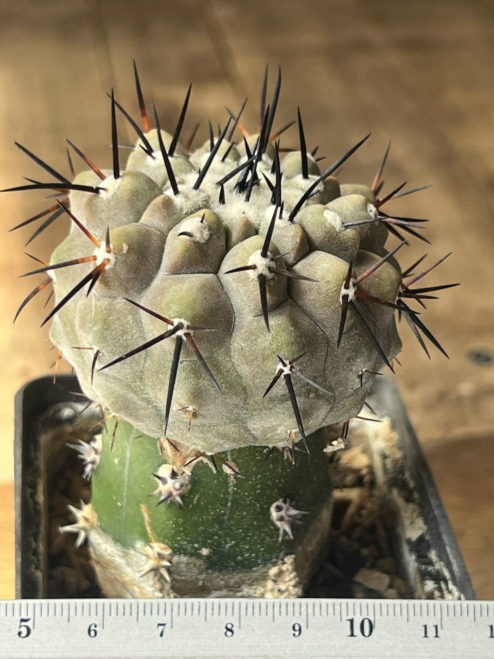A44-1648 Copiapoa cinerea, HR1032, La Quinta, Ant, grafted