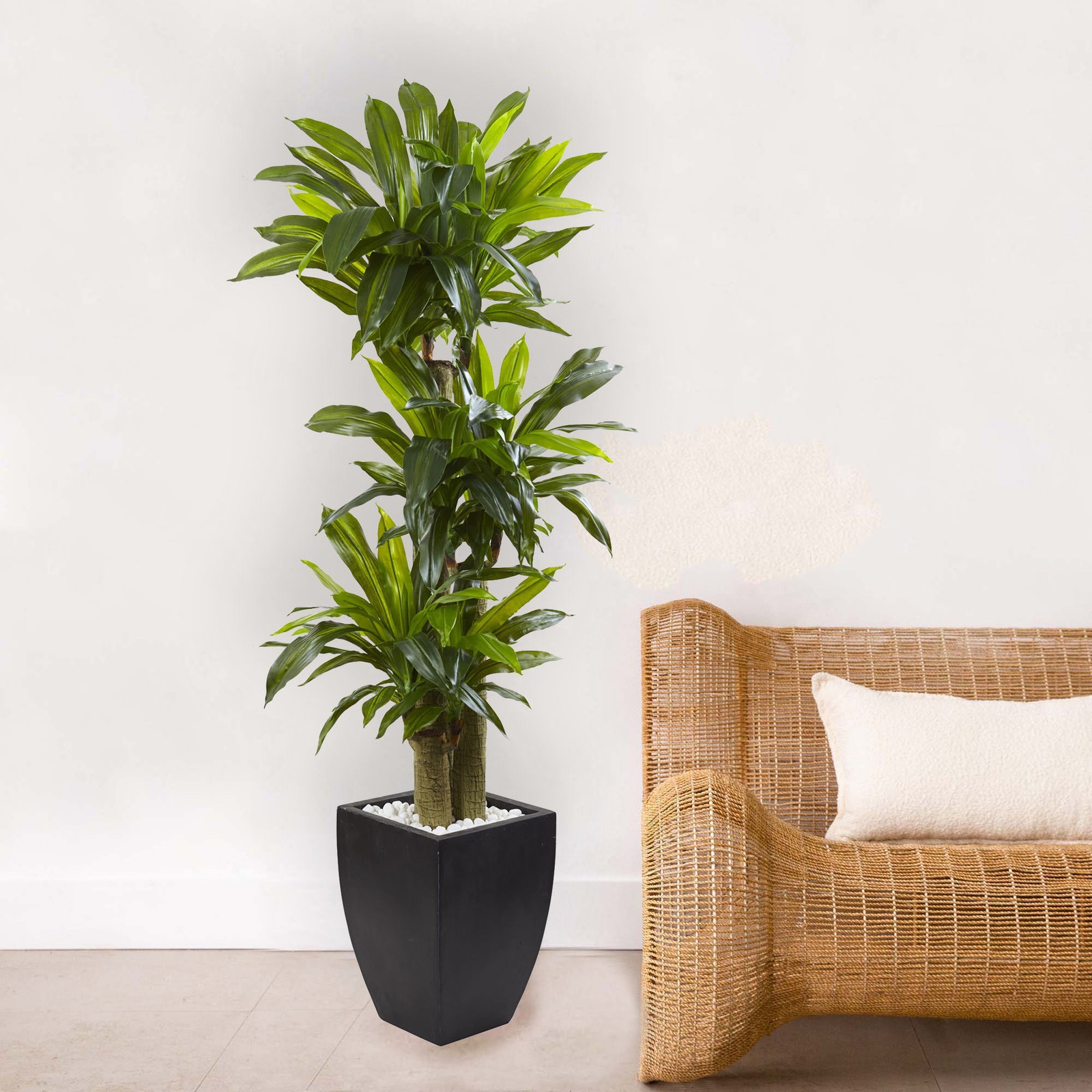 Nearly Natural 66″ Corn Stalk Dracaena with Black Wash Planter in Green/Black