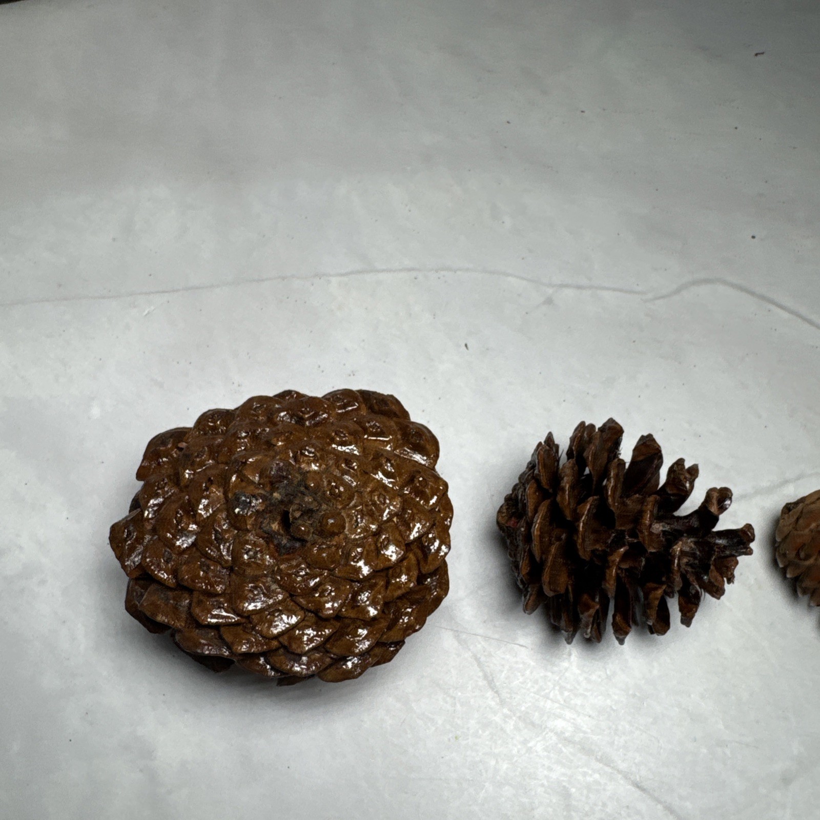 Red And Gold Holly Berry Stem and 4 Pine Cones Individual.