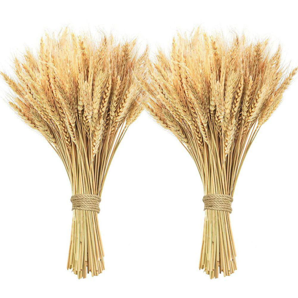 1 In. 200-Pieces Natural Dried Wheat Stalks Yellow Artificial Plant for Home Kit