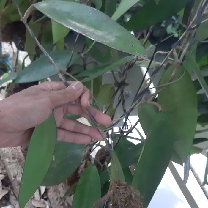 Real Picture Hoya Purpureofusca Rare Plant