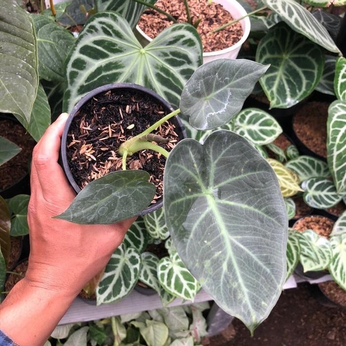 Alocasia Regal Shield – Large Dark Shield Foliage Live Plant Grow in Pot