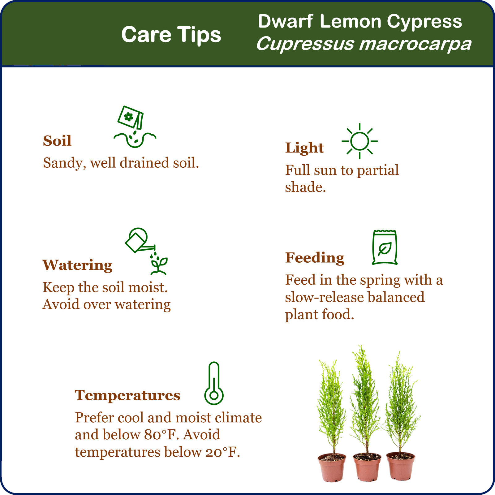 3-PK Live Dwarf Lemon Cypress, Live Indoor Tree, Fragrant Plant, 2.5-in Pot