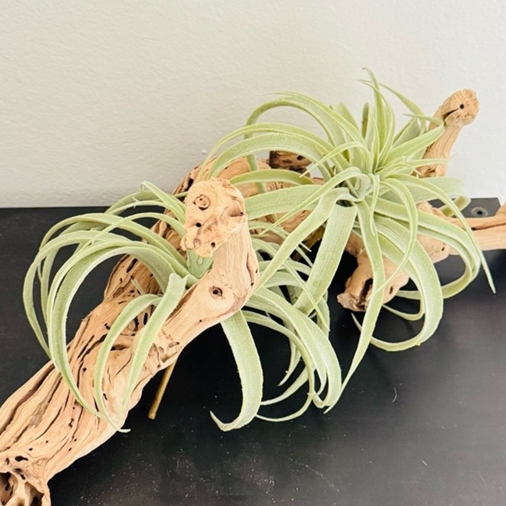 NEW POTTERY BARN Soft Mint Green Faux Air Plant Tillandsia Table Decor Display