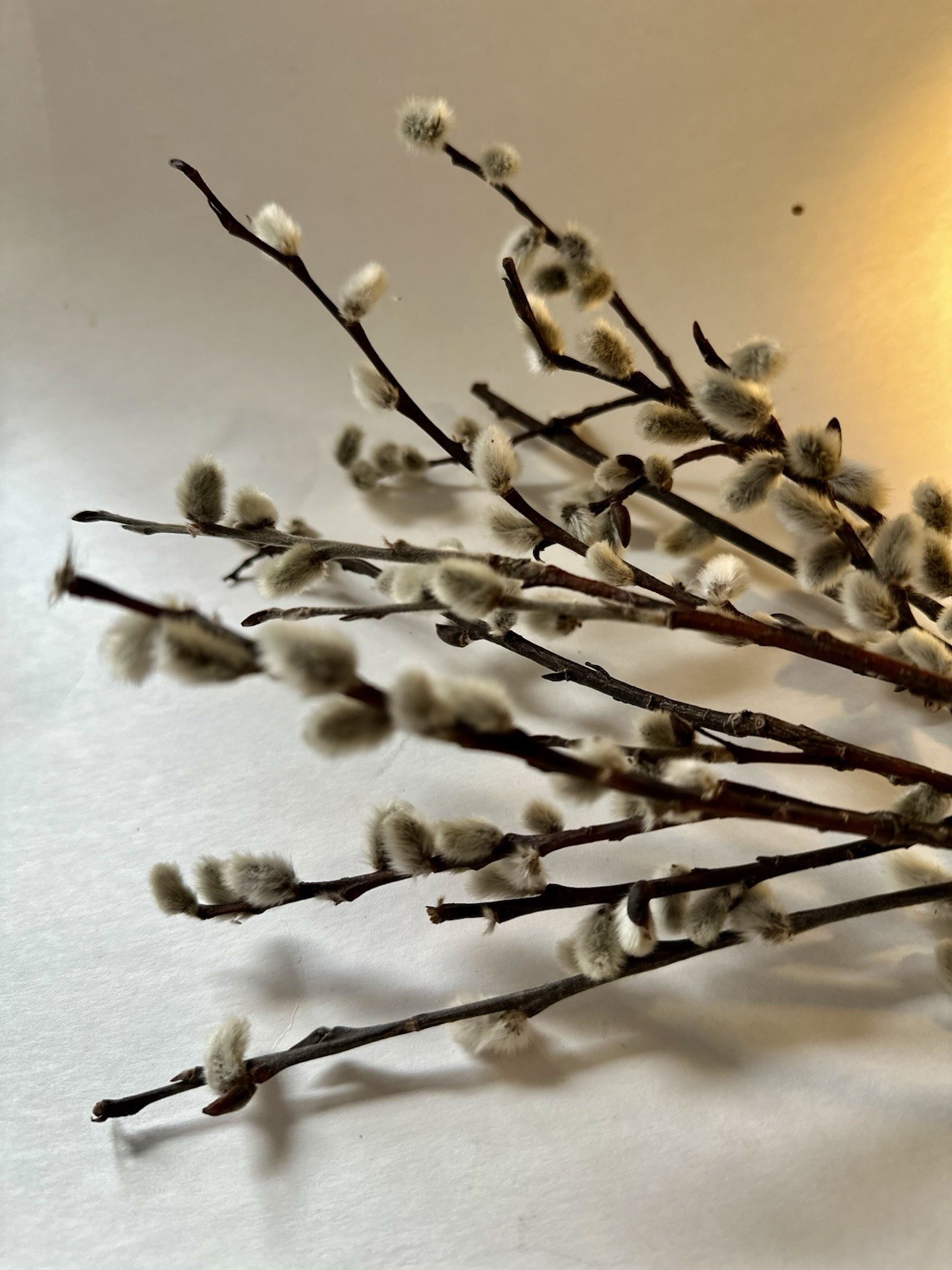 Real dried Pussy Willow Spring Flowers length 12-16” – 6 Stems Natural decor