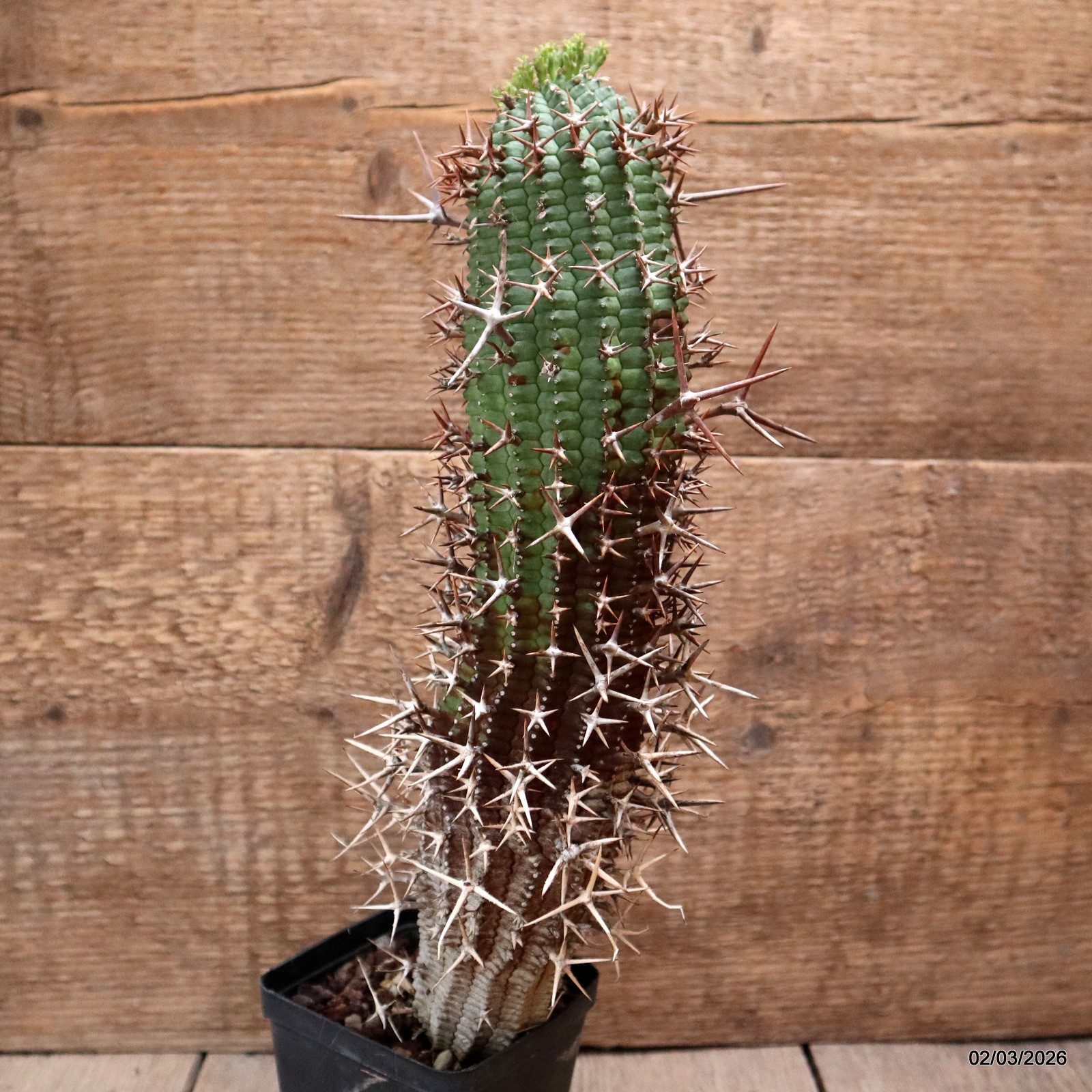 D7935 EUPHORBIA STELLISPINA pot8-H30-W7 cm MaMa Cactus