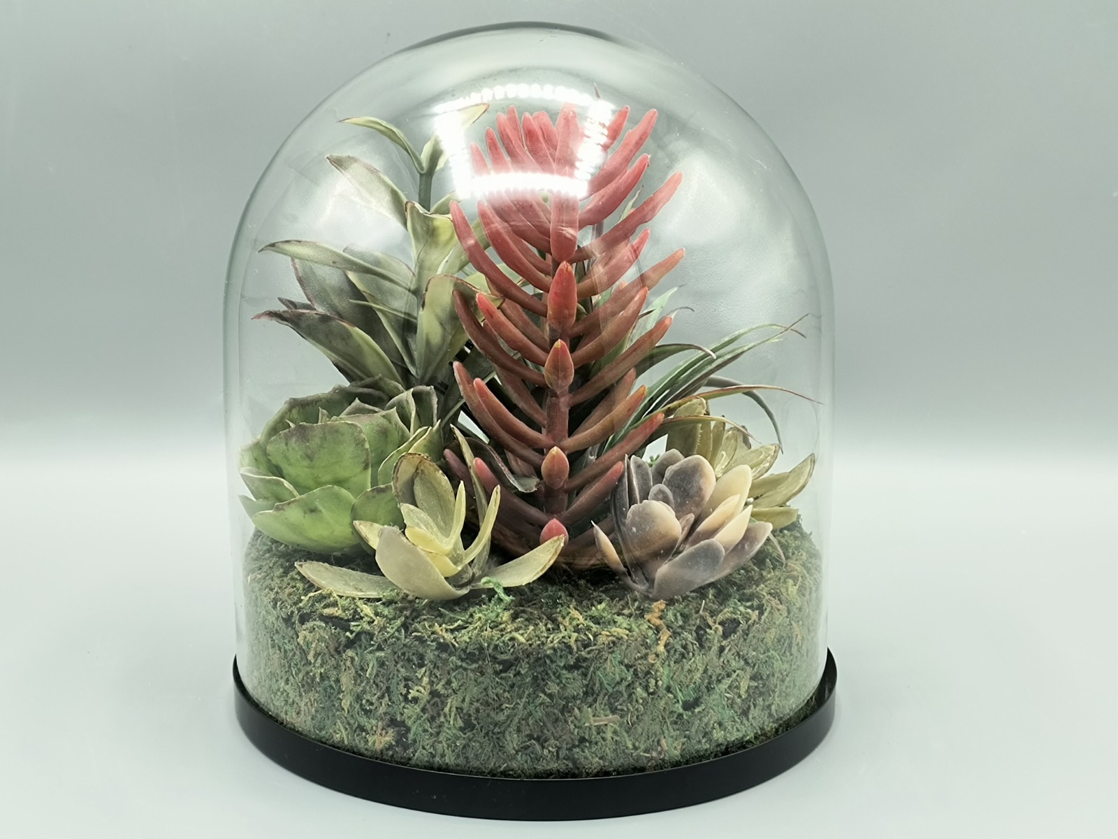 Terrarium Faux Succulents Arrangement In Glass Dome Atrium By Old Time Pottery