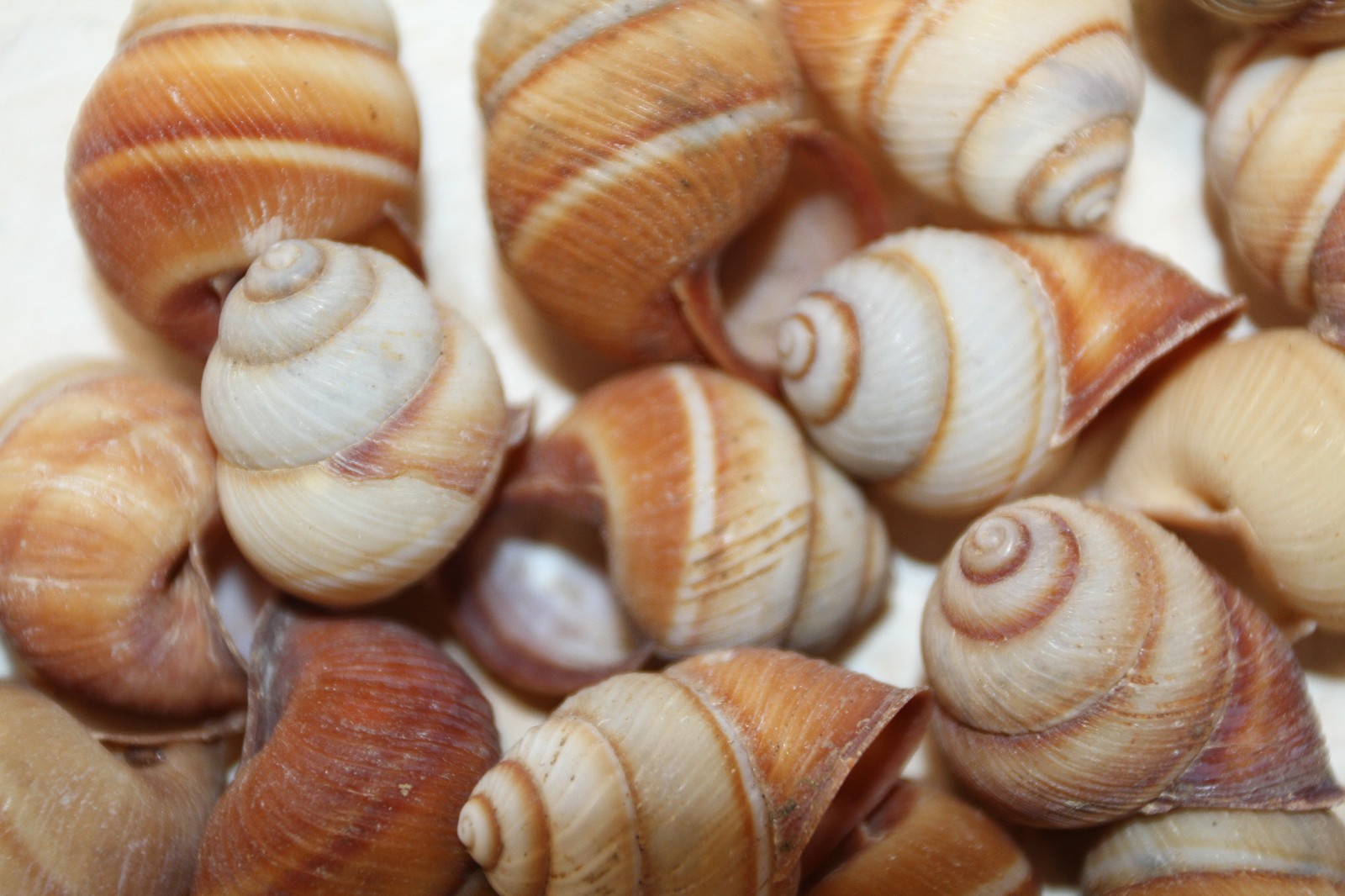 BROWN LAND SNAILS,Craft Supply,Mosaic projects, Beach Decor,Beach Art,SS-588