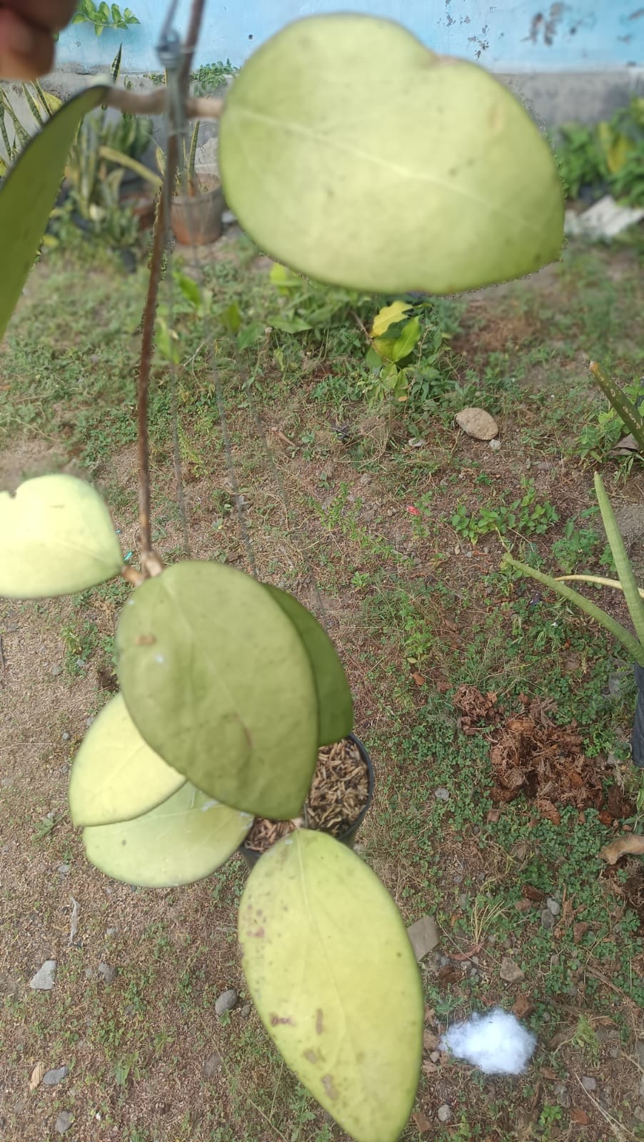 Real Picture Hoya Ampel Gading Boemi Jawir Big Leaves