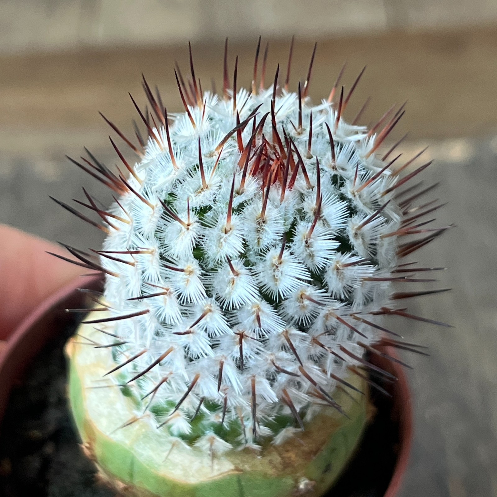 A50-455 Mammillaria andersoniana, grafted
