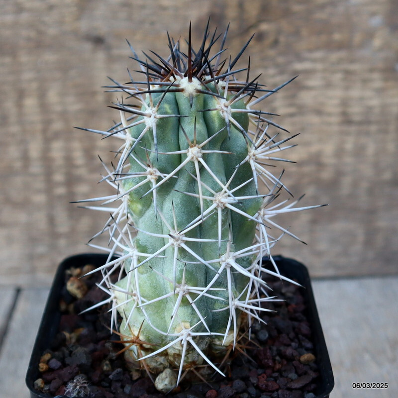 A4151 COPIAPOA WAGENKNECHTII VARIEGATED pot 9 cm H 9,5 cm W 5,5 cm MaMa Cactus