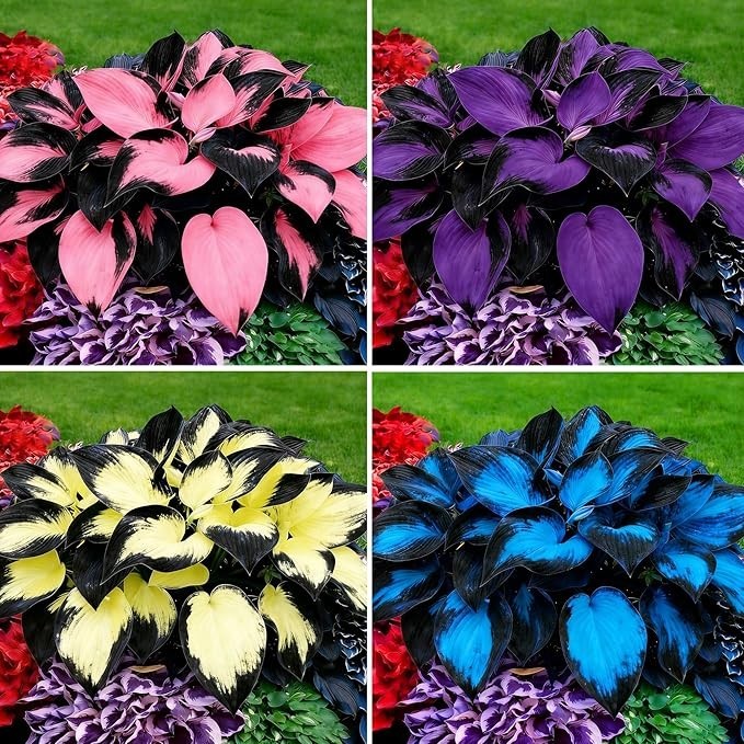 Mixrug Hosta Seeds for Planting, 200+pcs Rare Perennial Hosta Flower Seeds, Non-