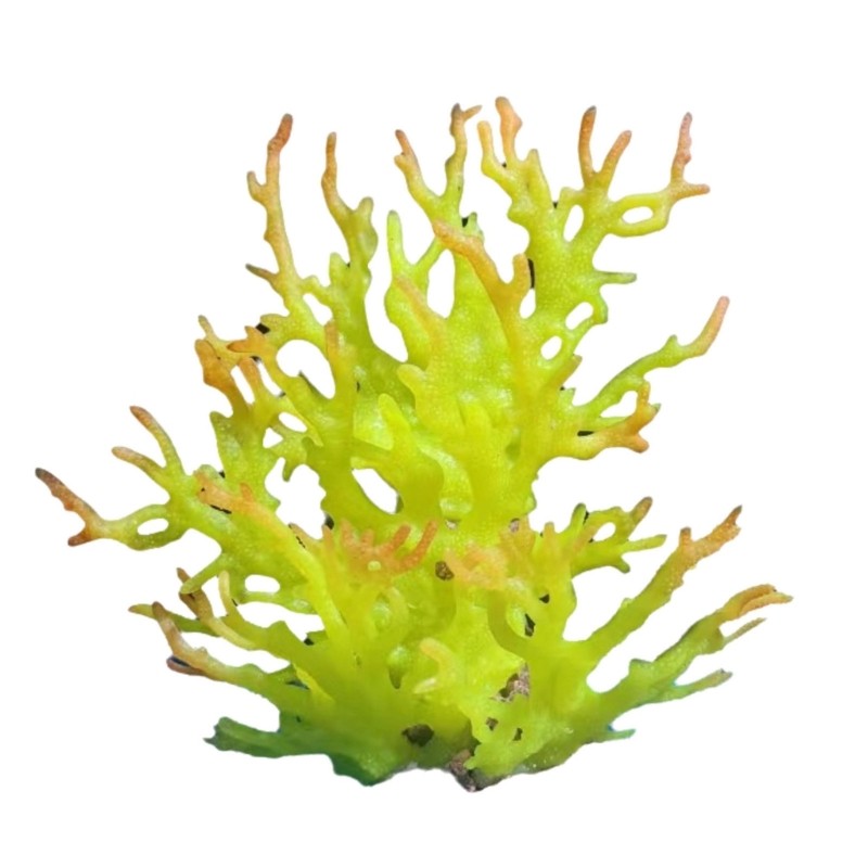 Artificial Water Coral for Fish Tanks Aquarium Decorations Beautiful Appearance
