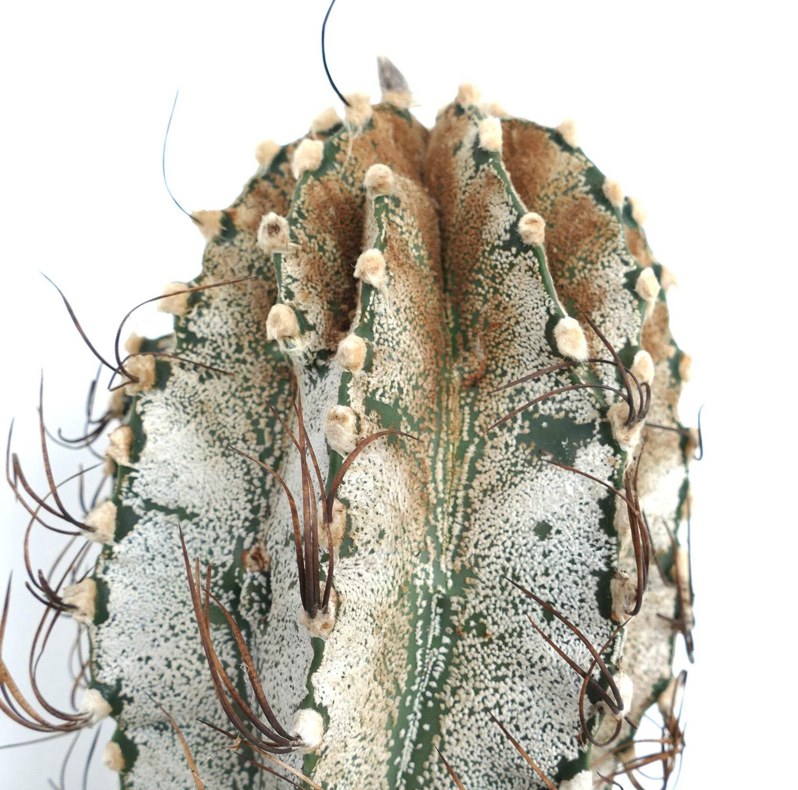 Astrophytum niveum (Cuatrocienegas) SEEDS – Rare Cactus SEEDS