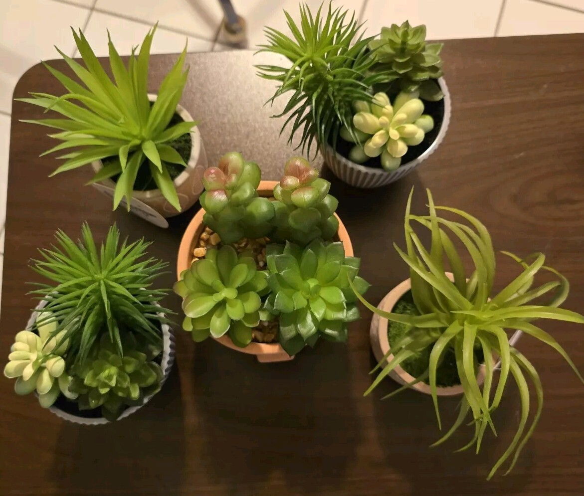 Beautiful Succulent Plants, All 5! Easy, No Mess House Decor. Sold Together.