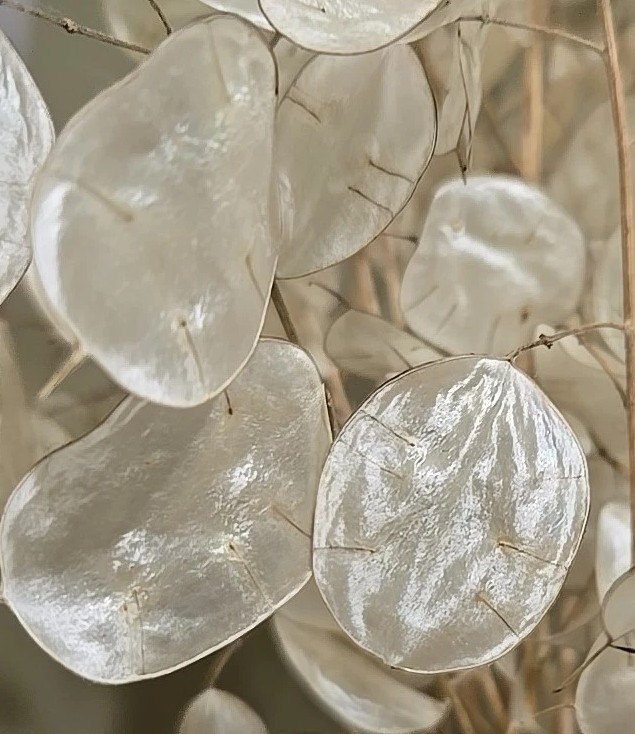 12 Dried Lunaria Moonwort Honesty Silver Dollar Plant Stems, 10-12″ Tall