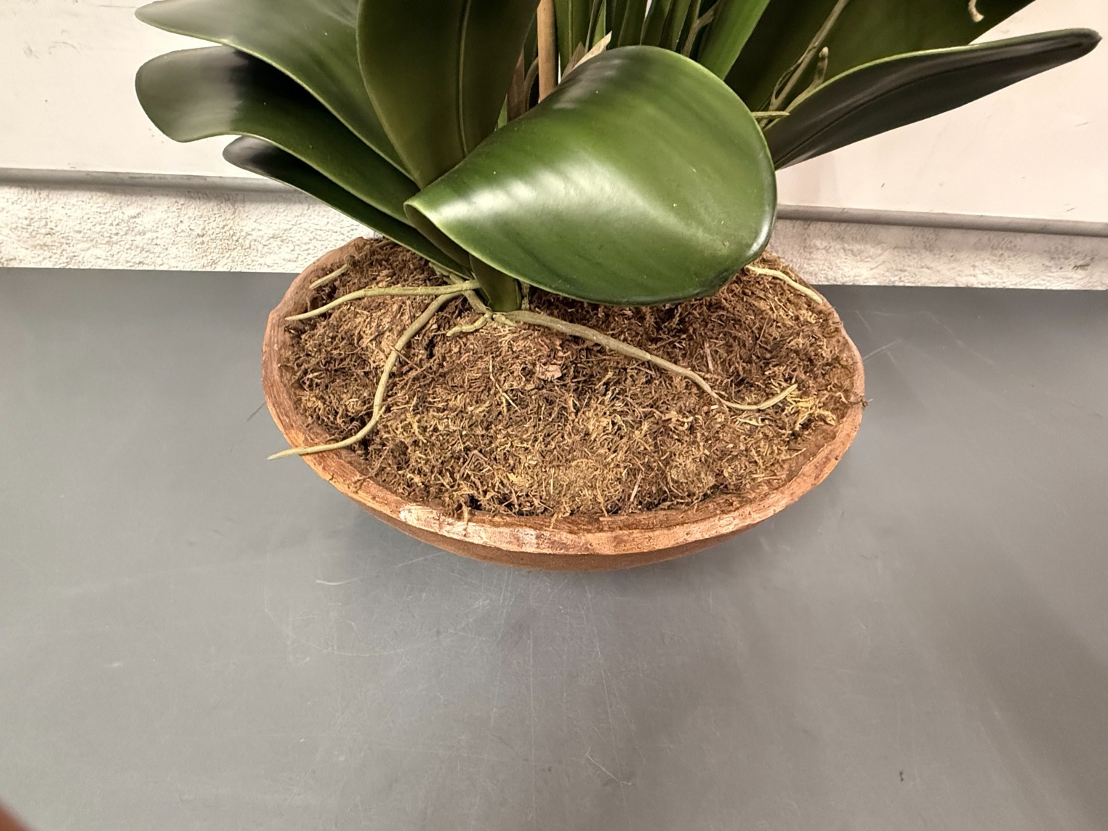 Uttermost Hand-Painted Garden of Moth Orchid Planter, Natural Brown Dish # 60039