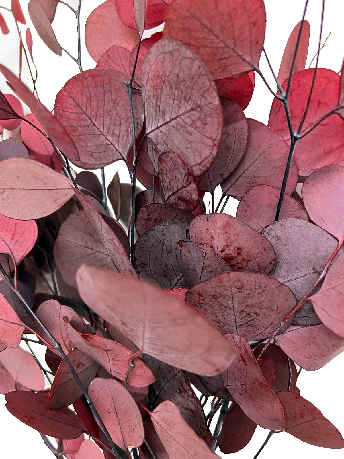 Green or Red Preserved Natural Silver Dollar Eucalyptus Branches /8 oz or 16 oz