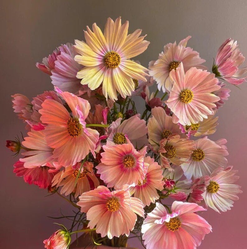 25 Apricot Lemonade Cosmos Seeds, Cosmos Bippinatus