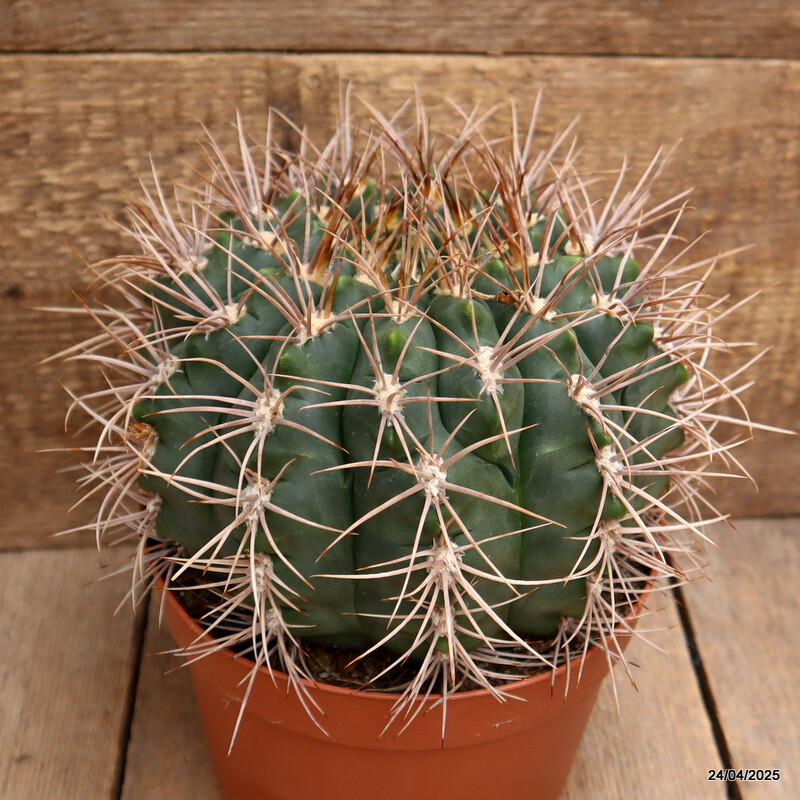 D3854 GYMNOCALYCIUM SAGLIONIS X CARDENASIANUM pot18-H14-W19 cm MaMa Cactus