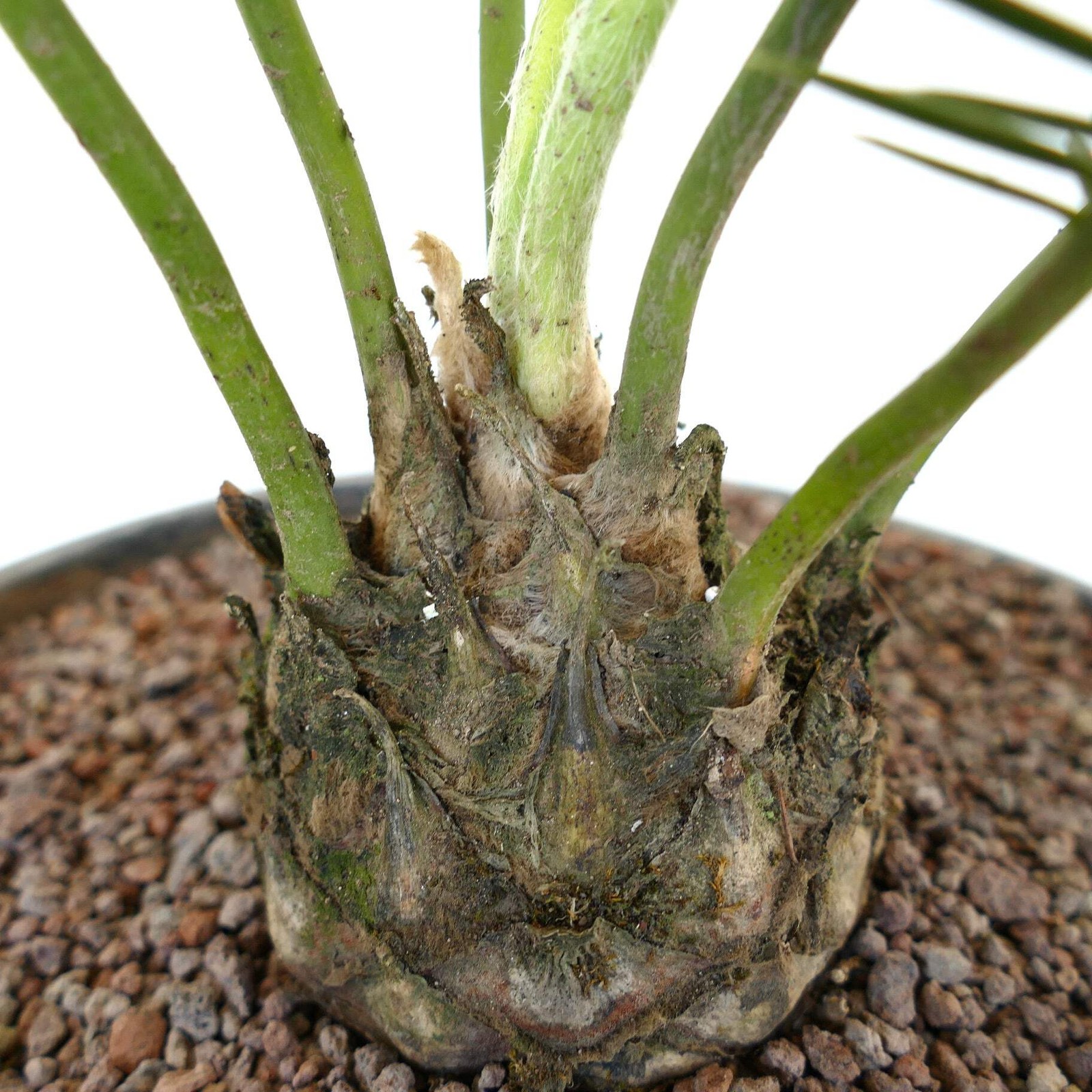Dioon anustifolium 8x8cm CAUDEX – Narrow-leaved Dioon | Palma de la Virgen
