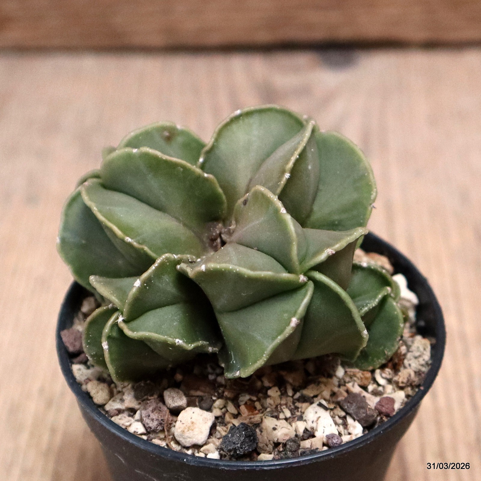 D8095 ASTROPHYTUM MYRIOSTIGMA NUDUM pot6,5-H5-W7 cm MaMa Cactus
