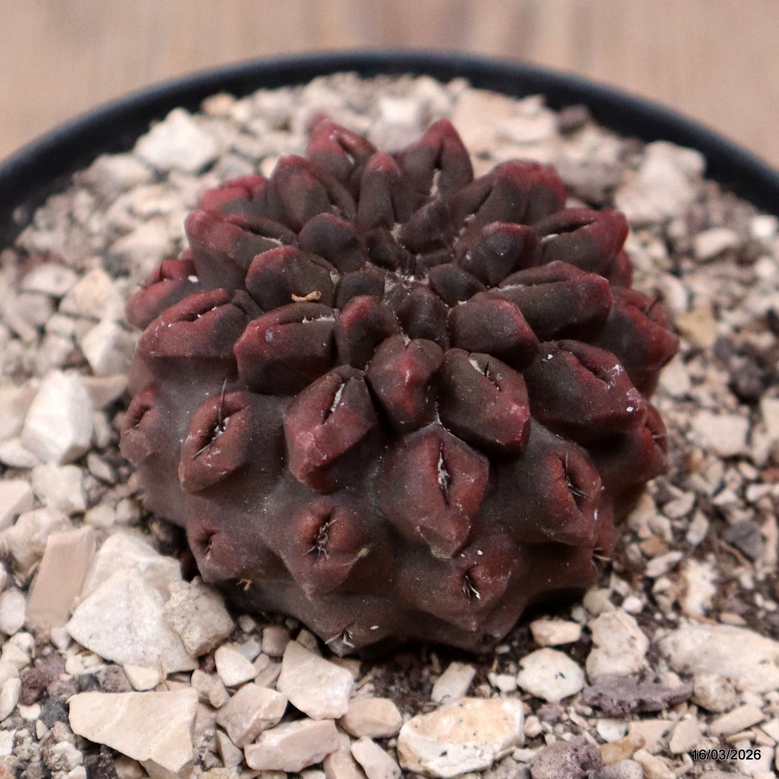 D8079 NEOPORTERIA OCCULTA pot10-H4-W5 cm MaMa Cactus