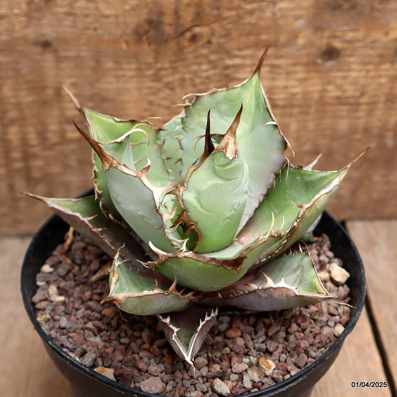 D116 AGAVE TITANOTA WHITE ICE pot14-H11-W12 cm MaMa Cactus