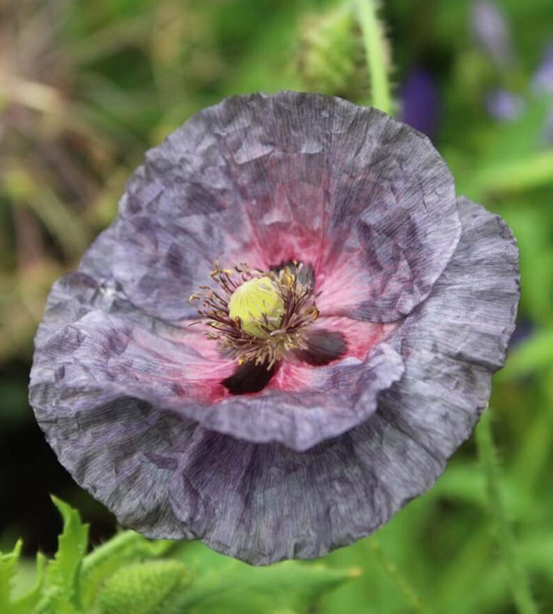 50 Pcs Cute Amazing Grey Poppy Flower Seeds