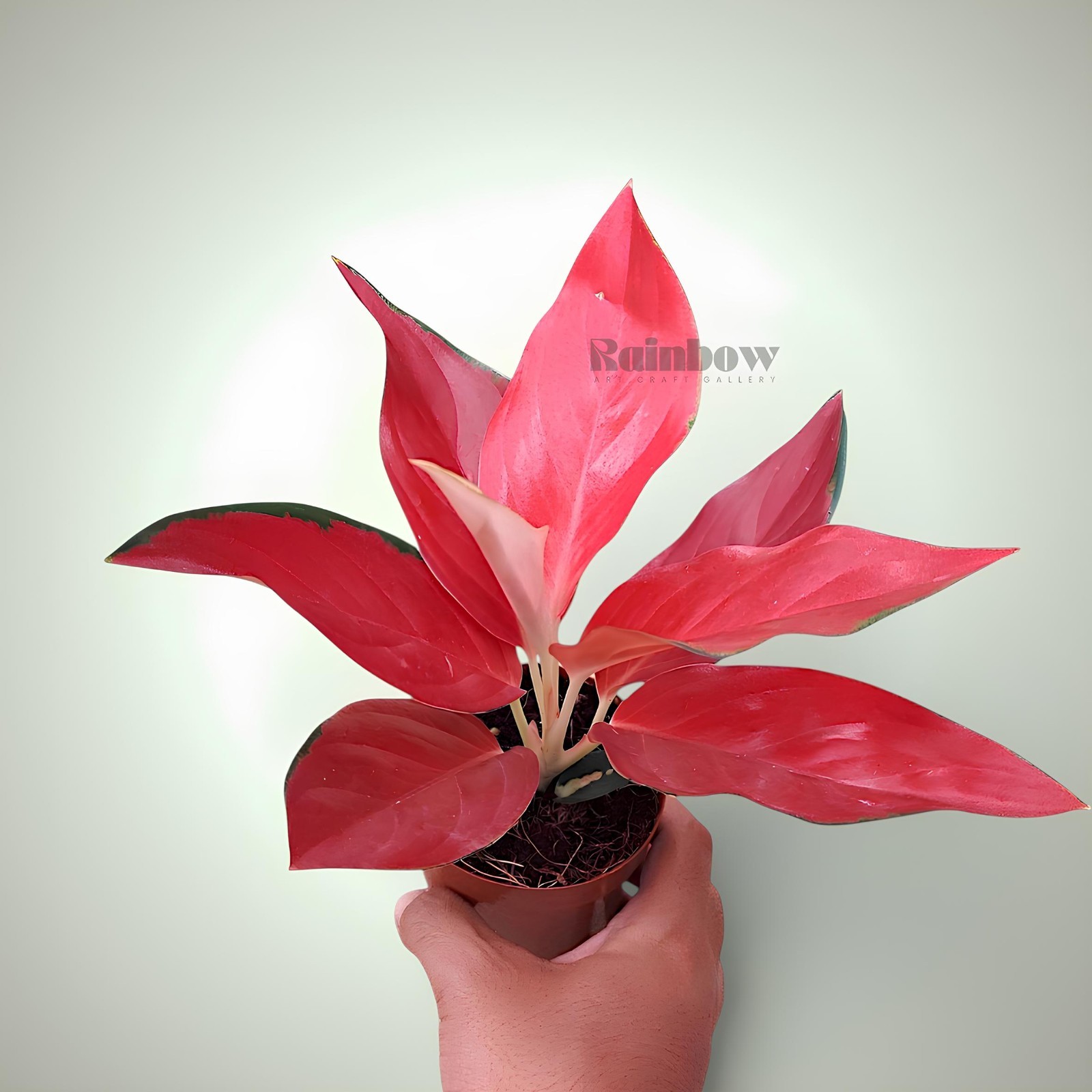 Aglaonema RHCP Red Ayu Ornamental Plant