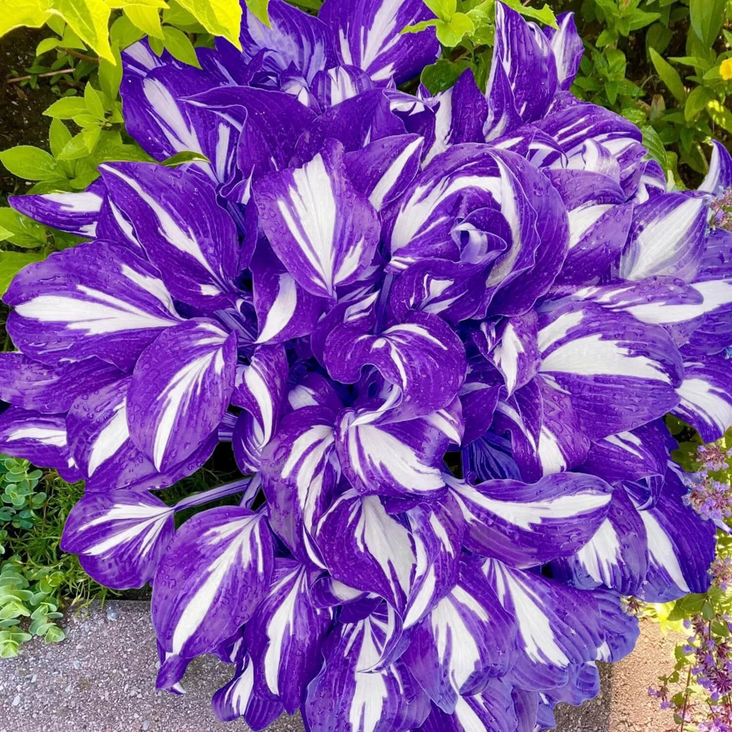 200 Purple Hosta Seeds, Rare Colorful Perennial Hosta Plants for Planting