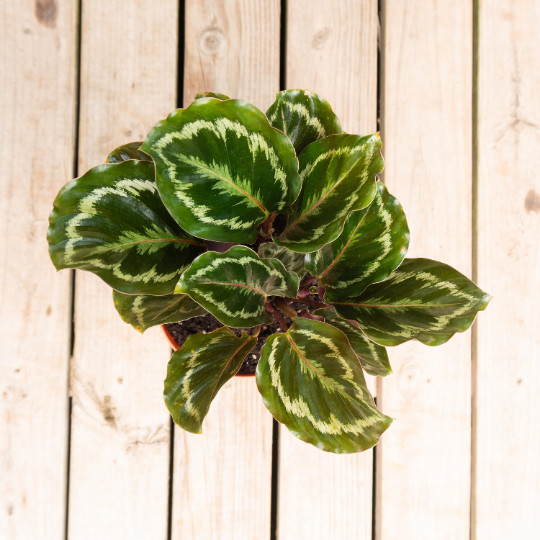 Calathea Medallion in 6 inch Pot | Indoor & Outdoor Live Tropical House plant