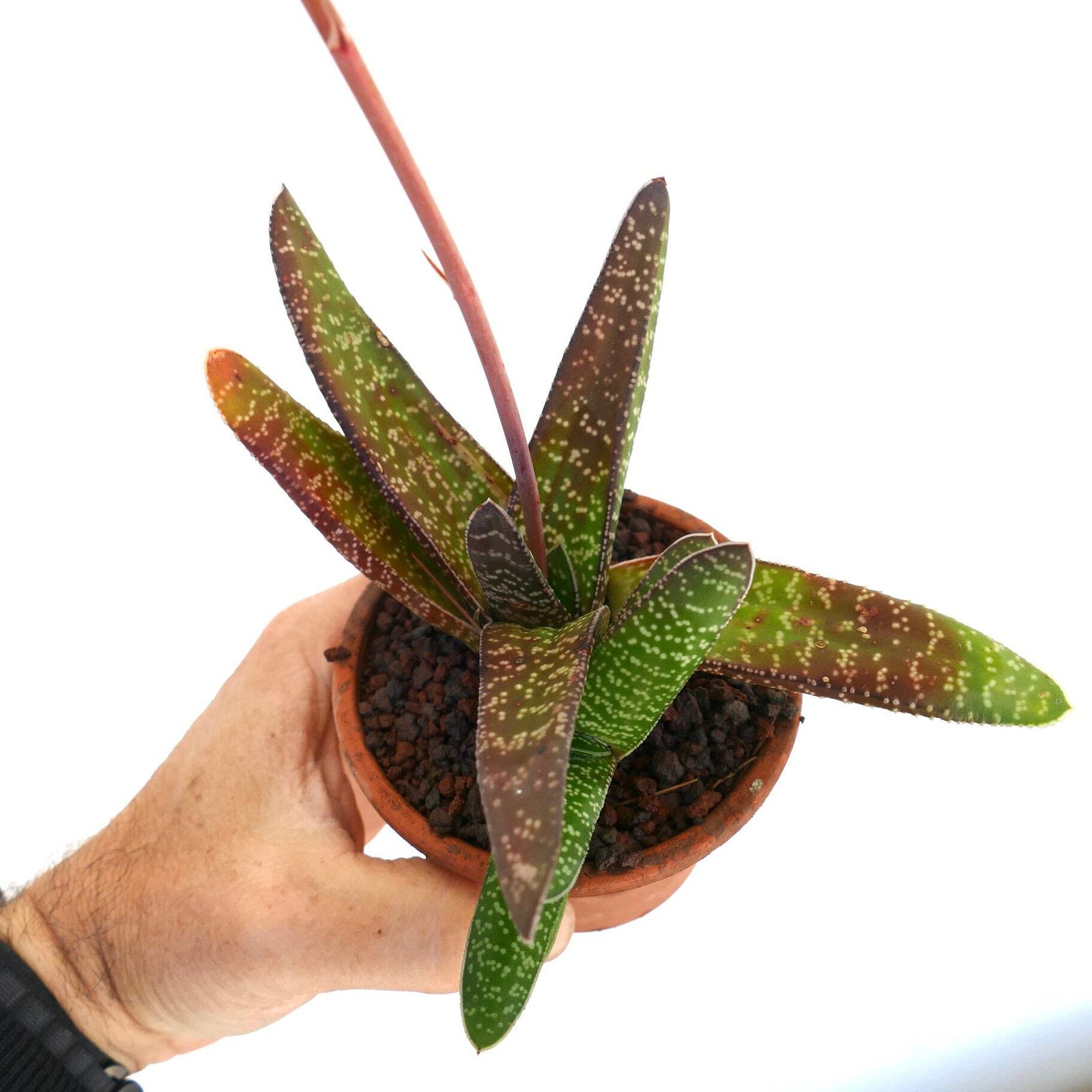 Gasteria carinata EX. EXOTICA (SPECKS) – Bredasdorp gasteria | Carinate gasteria