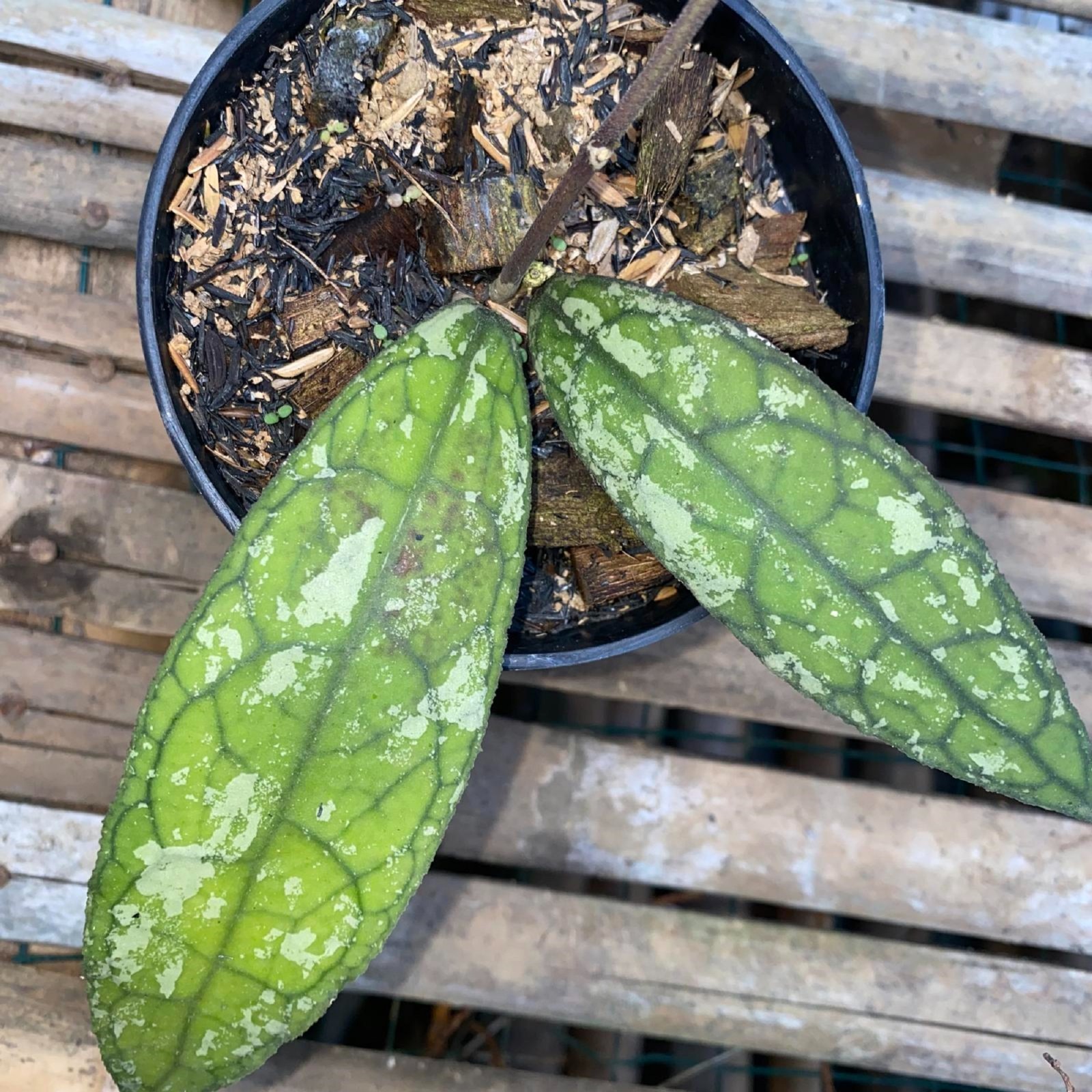 Hoya Clemensiorum Splash Exotic Foliage Rare Unique