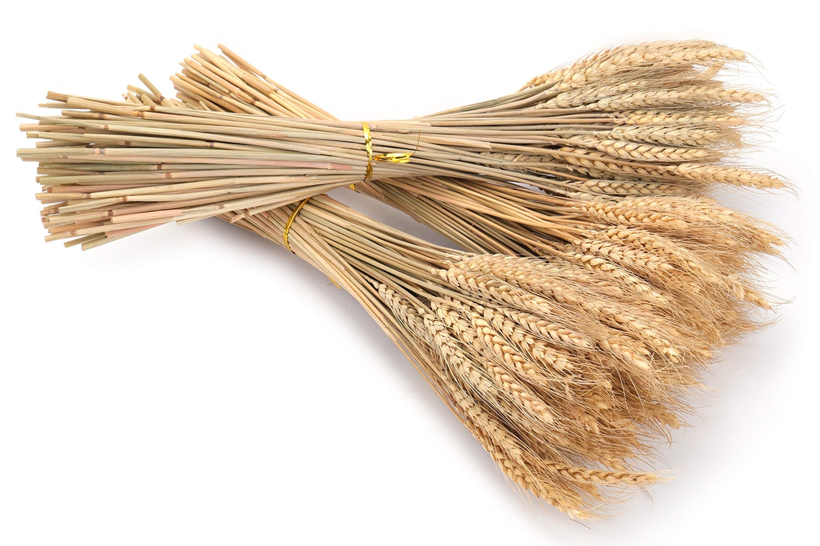 300 Stems 16 Inch Dried Wheat Sheaves, Natural Wheat Stalks Bundle Fall Arran…