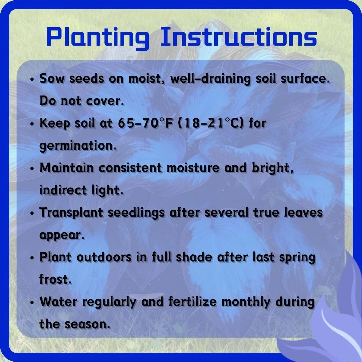 Hosta Seeds, 200+ Blue Purple Red Hosta Seeds, Multi-Use Landscaping, Perennial.