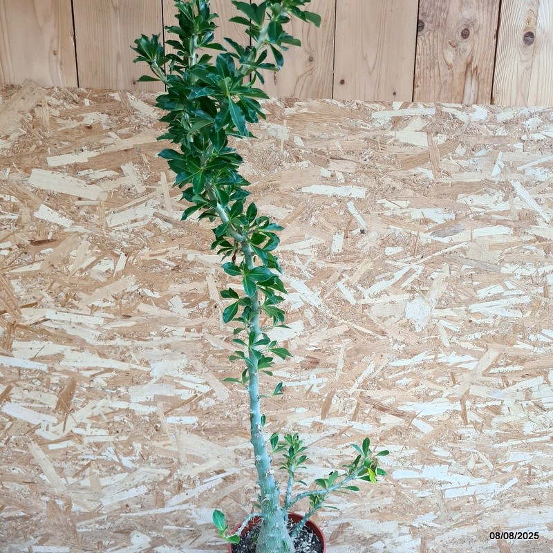 D5818 PACHYPODIUM SAUNDERSII pot22-H120-W40 cm MaMa Cactus