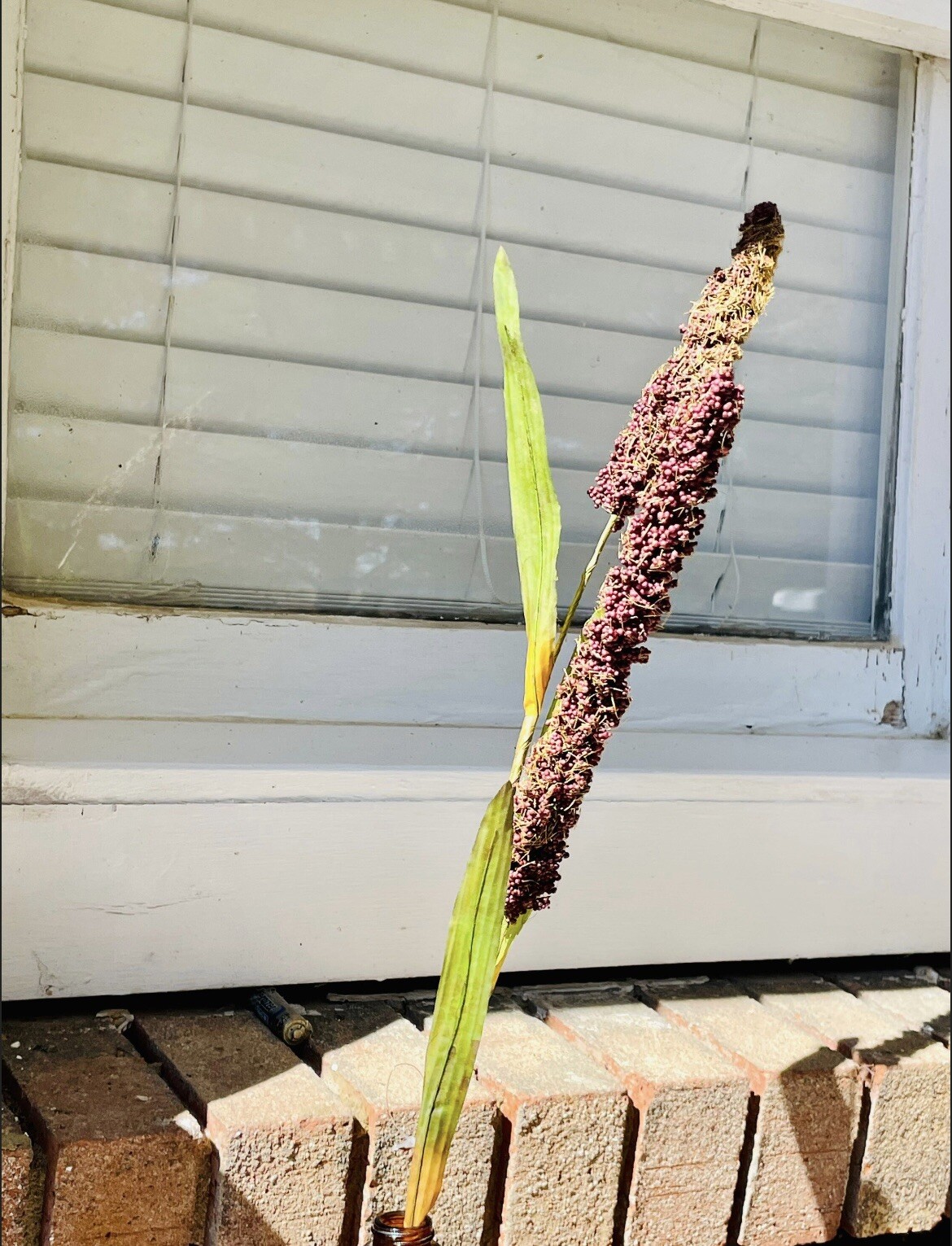 Burgundy Millet Stem, Bundle Of 3, NEW