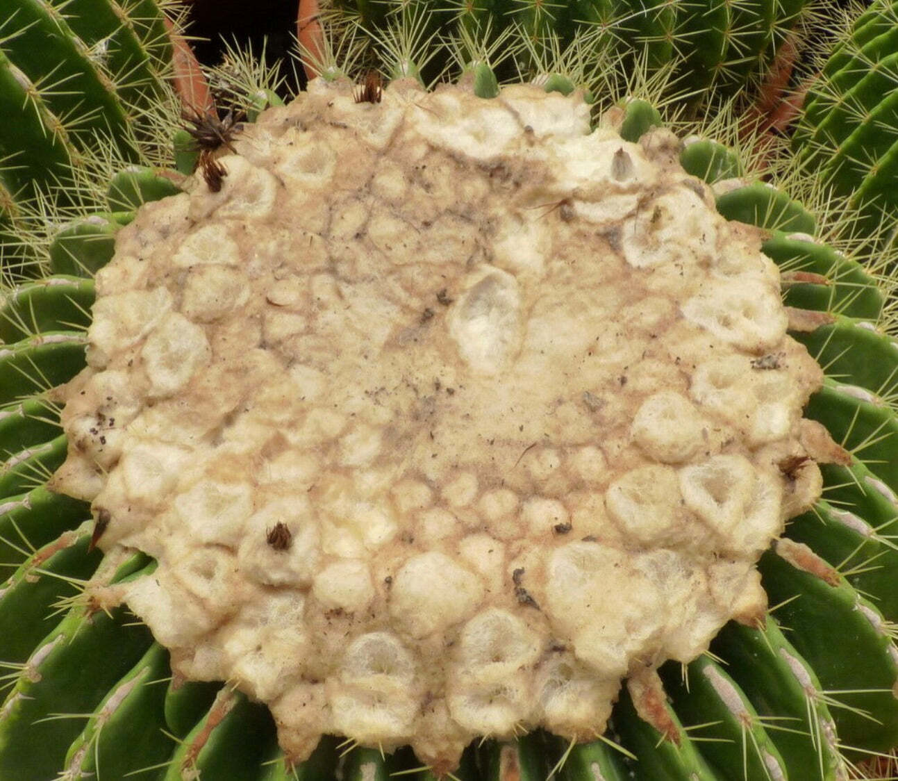 Echinocactus grusonii cv setispinus 10-20cm –