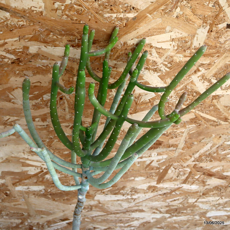 D4605 EUPHORBIA SP. pot24-H86-W45 cm MaMa Cactus