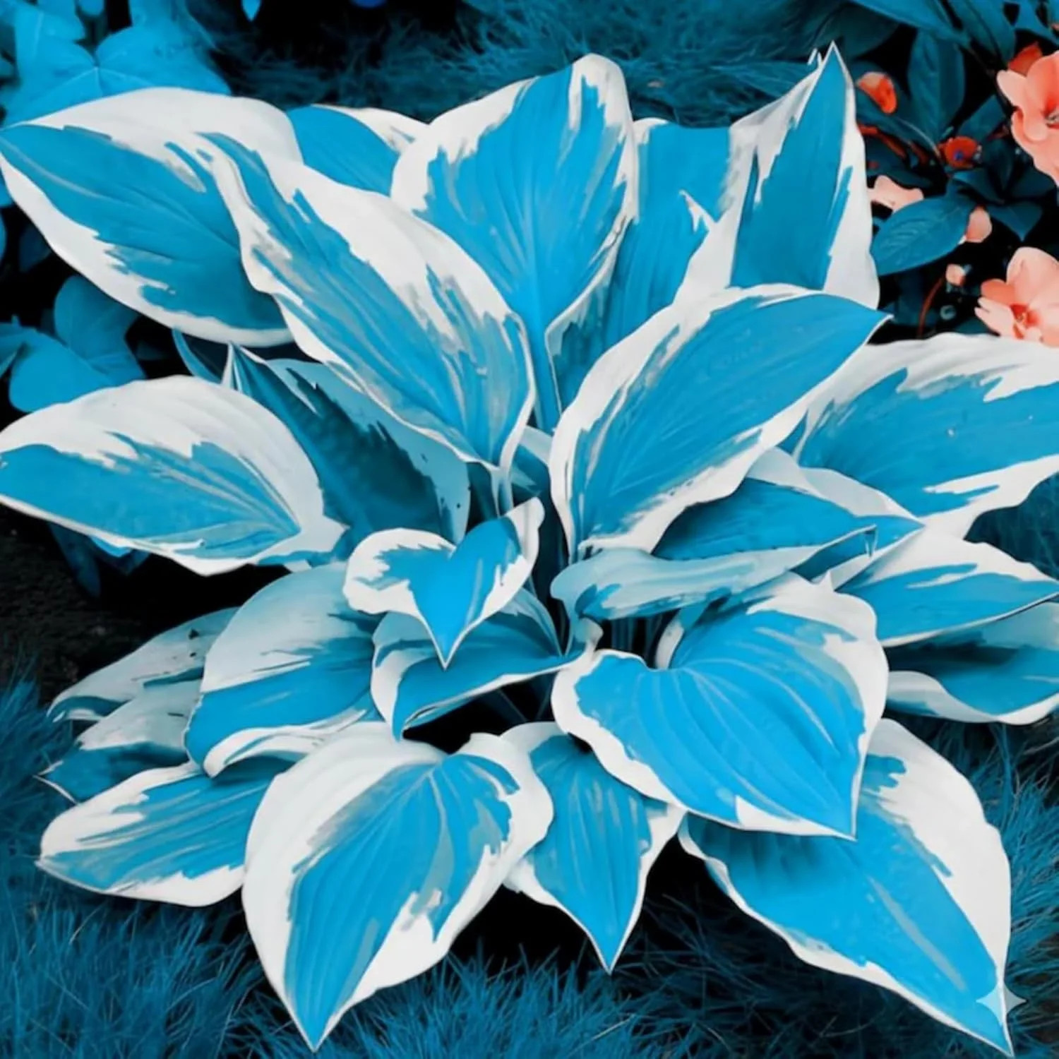 400+ Perennial Rare Hosta Seeds Heart-Shaped Hosta Bare Roots – Rich Foliage, He