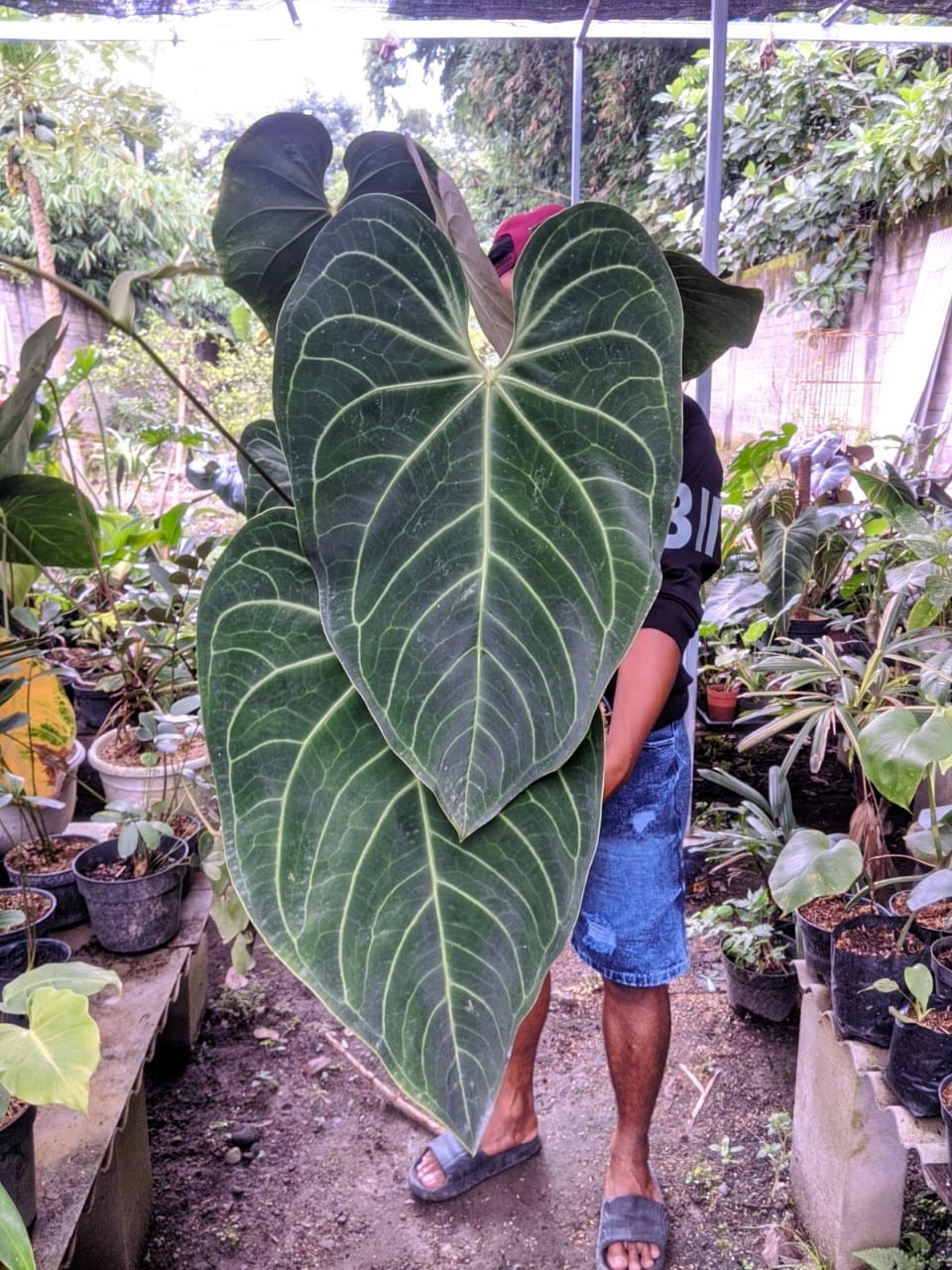 Anthurium Regal Peru Super Big Size Very Beauty Real Picture Mature Plant