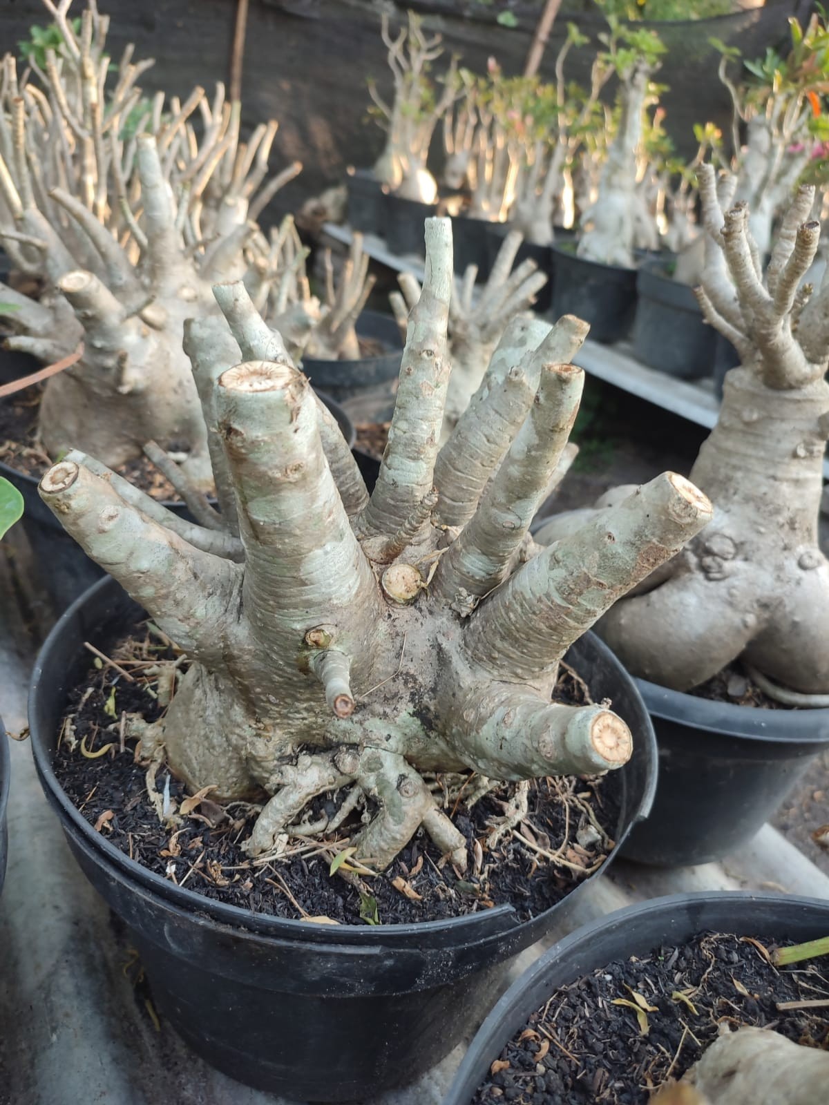 Adenium bonsai Arabicum godji desert rose