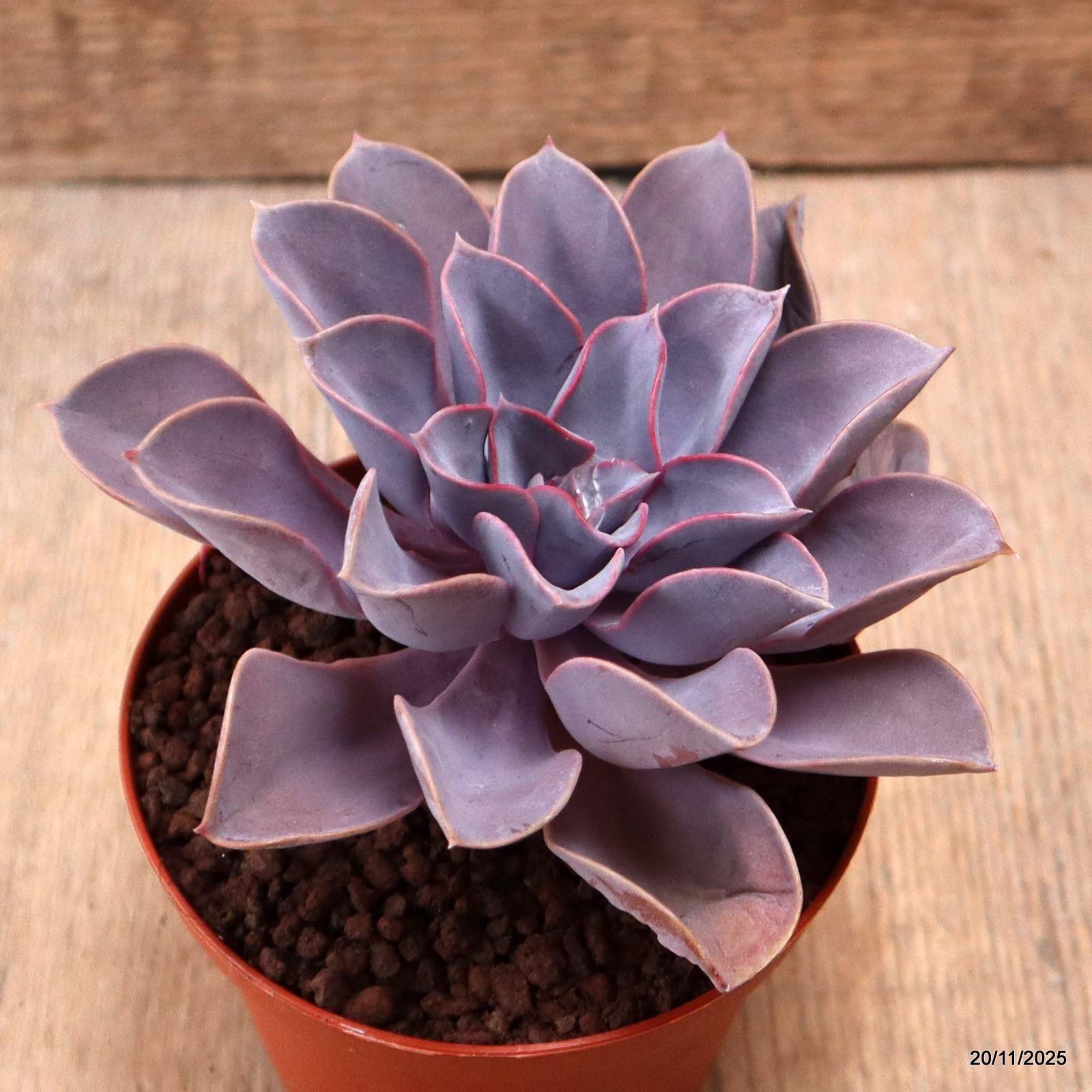 D7454 ECHEVERIA PERLA DI NORIMBERGA pot10-H7-W13 cm MaMa Cactus