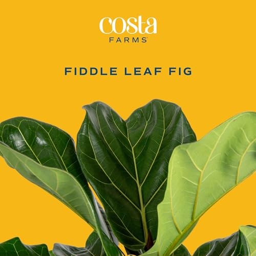 Little Fiddle Leaf Fig, Live Indoor Ficus Lyrata Plant in Nursery Plant Pot,