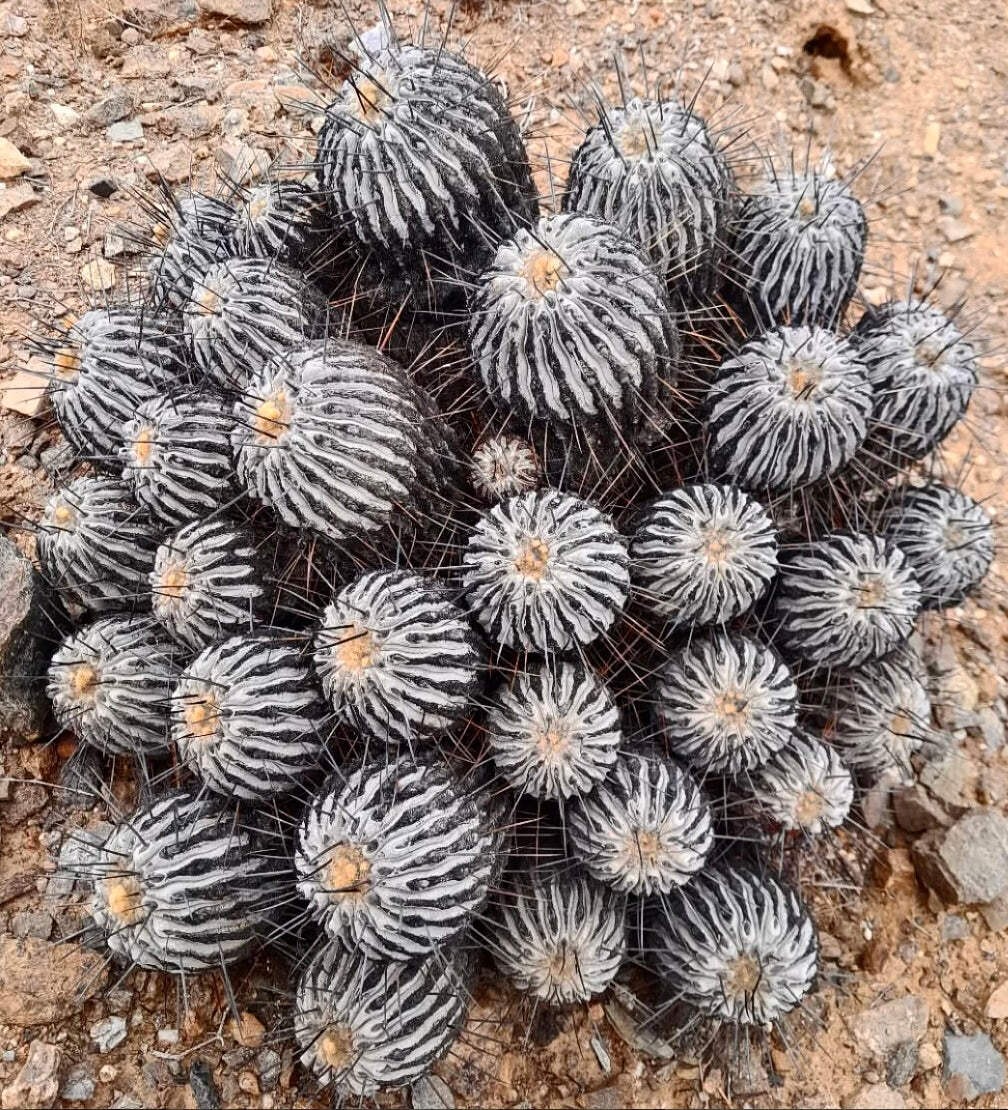 Copiapoa dealbata SEEDS – Copiapoa | White Copiapoa
