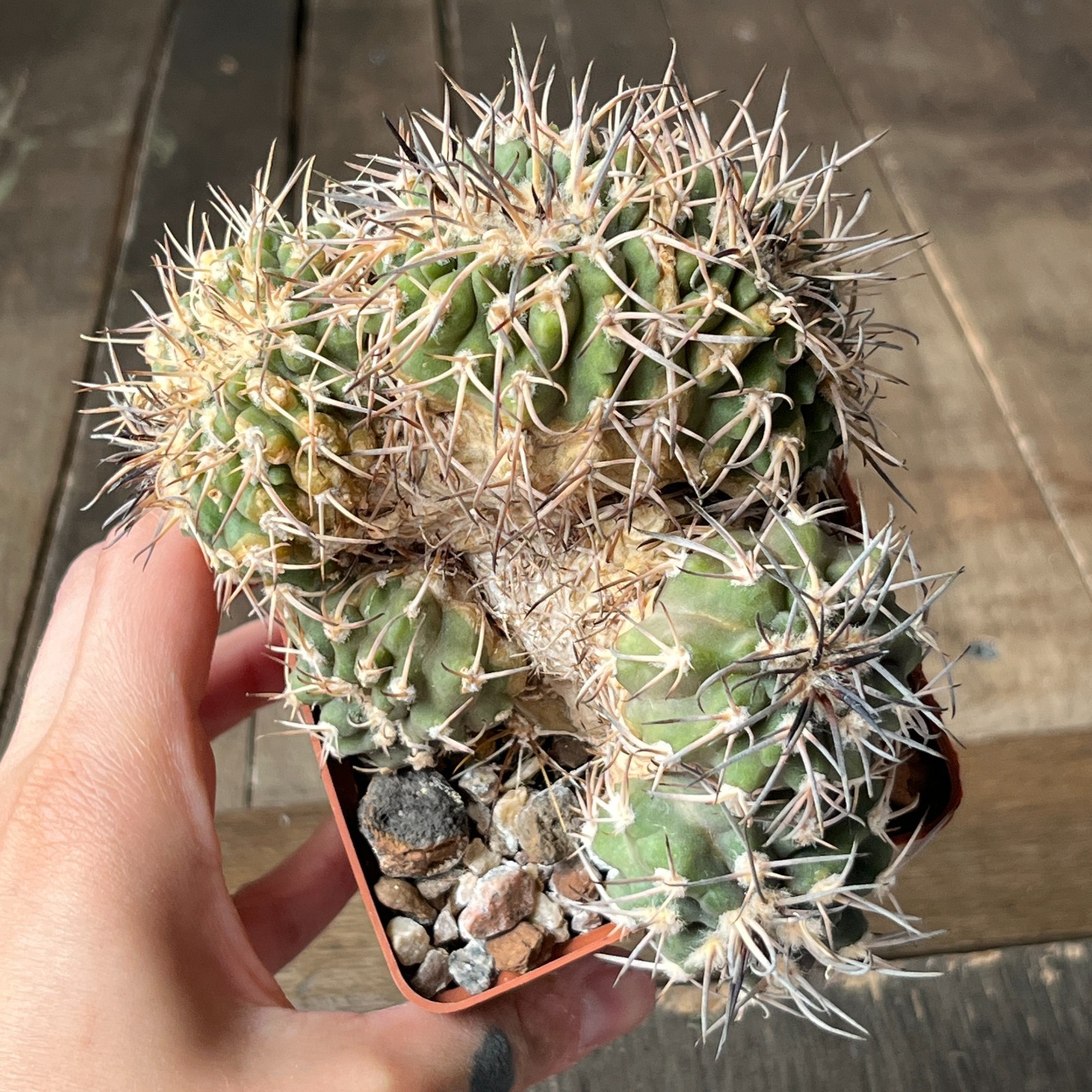 A25-2094 Gymnocalycium spegazzinii f. cristata, old plant, grafted, small stock