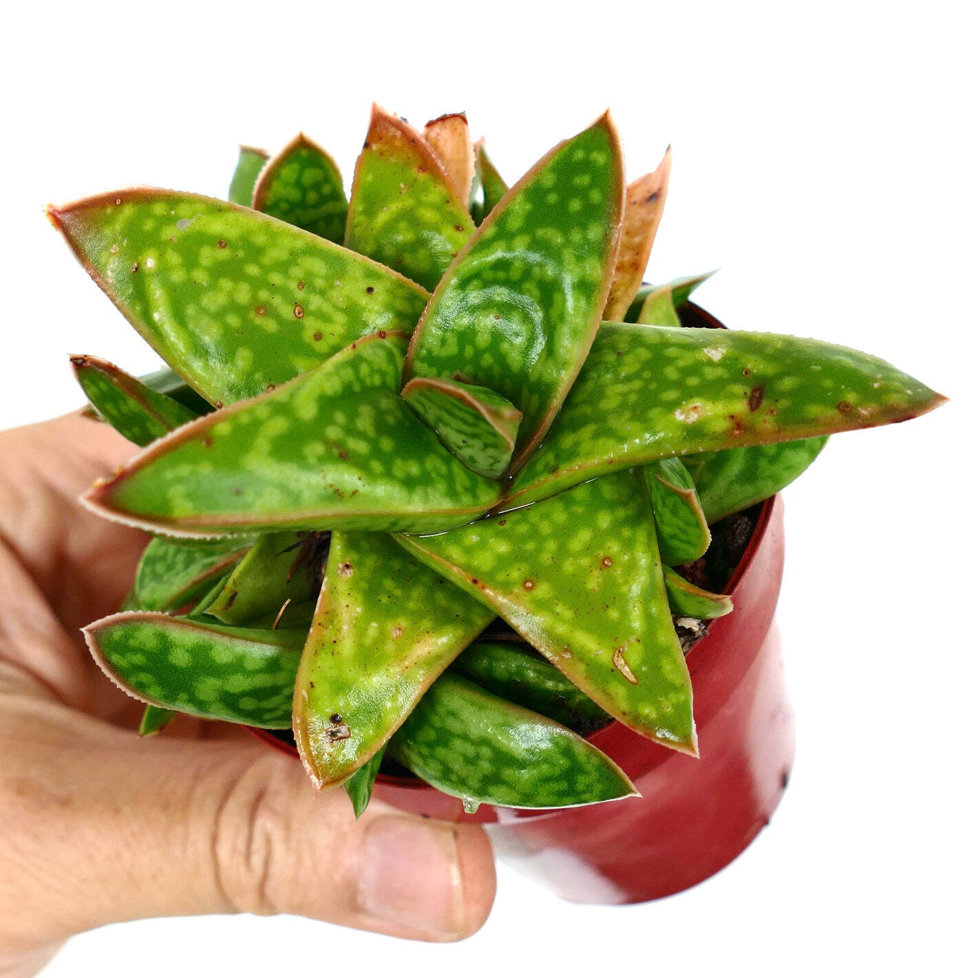 Gasteria cv MUMBA (ex Specks Nursery EXOTICA) full cluster XX8 –