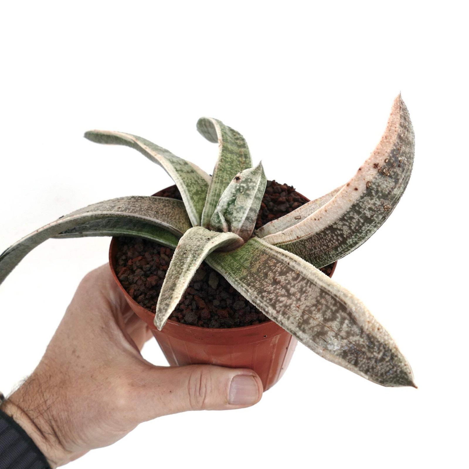 Gasteria batesiana WHITE VARIEGATED cv. ‘Carrara Marble’ SELECTED – Bates’ gaste