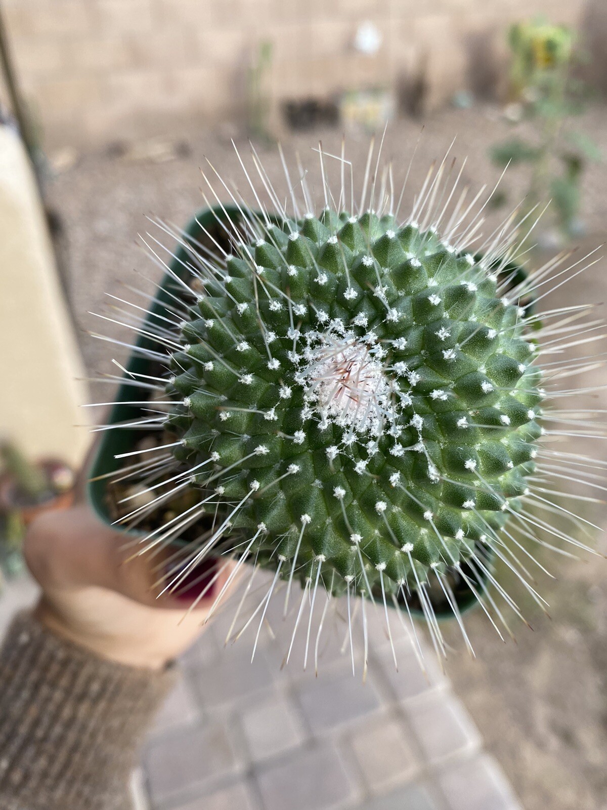 MAMMILLARIA SPINOSISSIMA UNPICO CRESTED